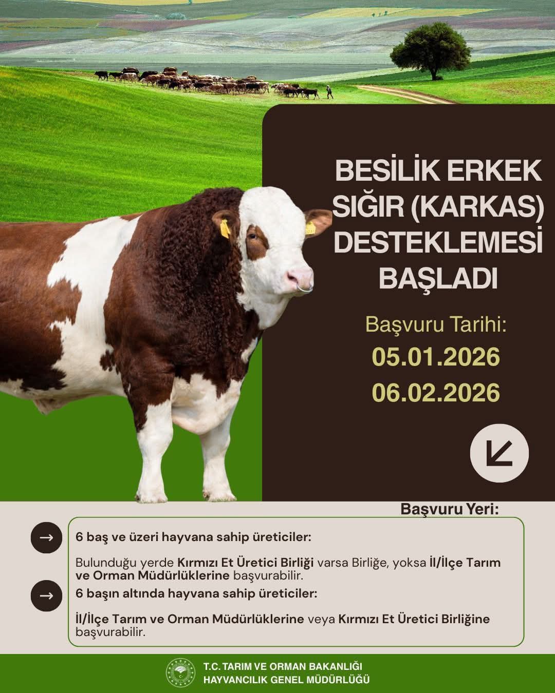 Besilik Erkek Sığır (Karkas) Desteği Başvuruları Başladı